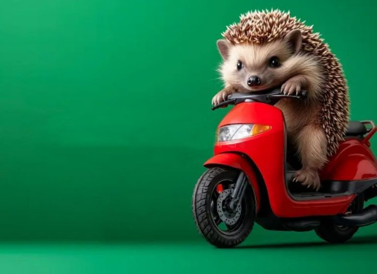 Dancing Feet, Hedgehog Hotels, and the Kitchen Kingdom