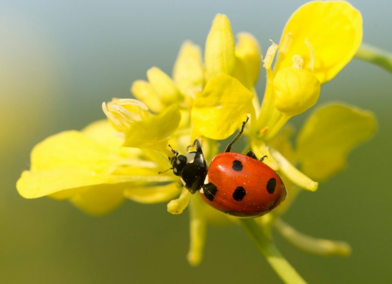 Conversations on Creatures, Snow, and the Depth of Loyalty
