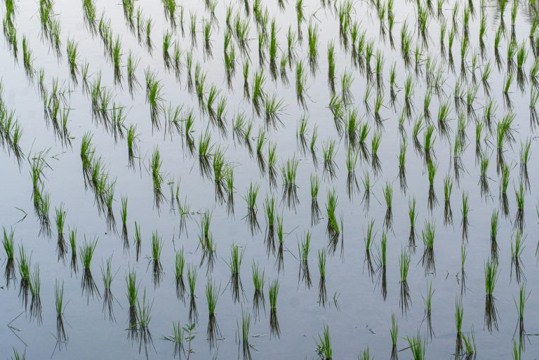 Two Farms, Two Worlds