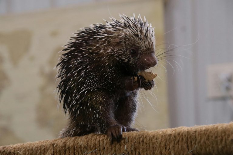 No Money, No Sunshine, and the Hedgehogs Were Busy
