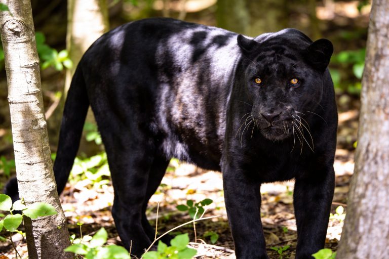 The Cat, the Panther, and the Toxic Phone