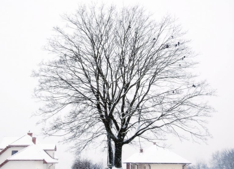 The Small Rituals That Teach Us to Rest